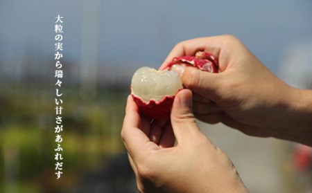 【先行予約/数量限定】【令和8年】希少 完熟マンゴー&生ライチセット / 高知県産 国産 果物 BK