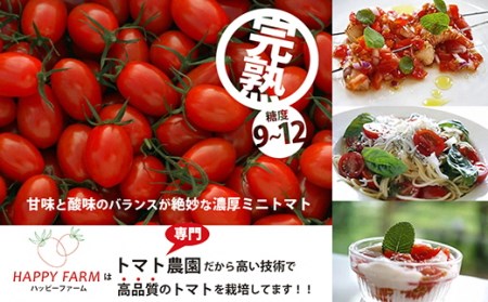 ミニトマト 約1kg 《ハッピー》  野菜 【ミニトマト】