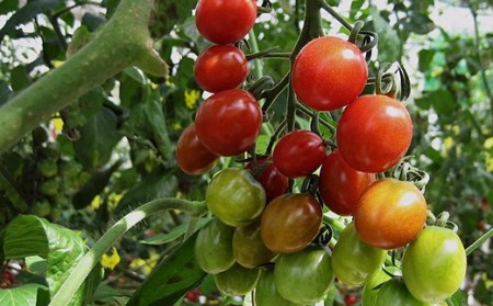 ミニトマト 約1kg 《ハッピー》  野菜 【ミニトマト】