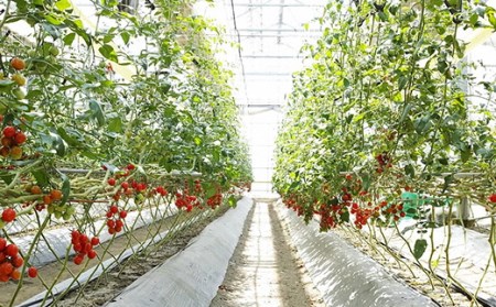 ミニトマト 約1kg 《ハッピー》  野菜 【ミニトマト】