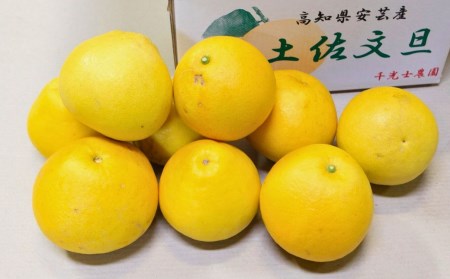 千光士農園 土佐文旦 5kg 家庭用 文旦