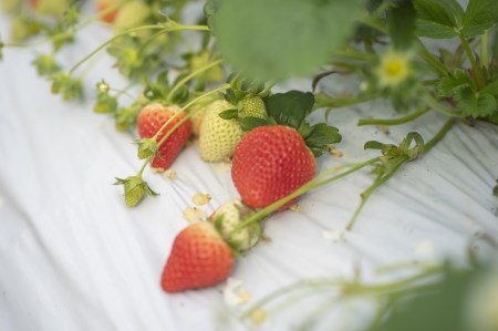 【先行予約】いちご（紅ほっぺ・さがほのか）｜いちご