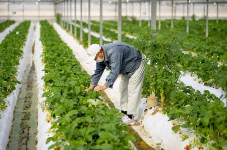 【先行予約】いちご（紅ほっぺ・さがほのか）｜いちご