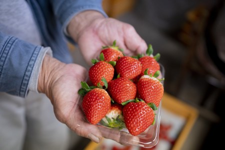 【先行予約】いちご（紅ほっぺ・さがほのか）｜いちご