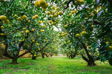 ポメロミスト 1本 ｜ 化粧品 化粧水 コスメ