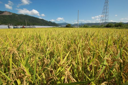 《令和5年産》新嘗祭皇室献上米農家が作った「にこまる(白米)」5kg