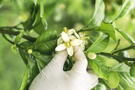 ポメロウォーターとポメロミスト 各1本セット | 化粧品 化粧水 コスメ