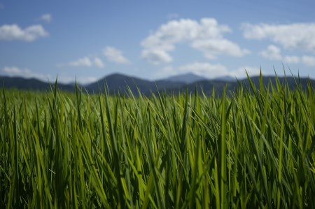 《令和5年産》新嘗祭皇室献上農家が作った高知県産「よさ恋美人(白米)」10kg