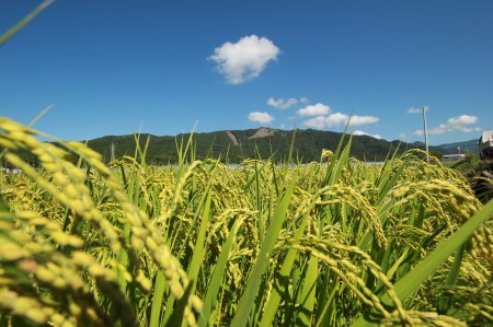 《令和5年産》新嘗祭皇室献上農家が作った高知県産「よさ恋美人(白米)」10kg