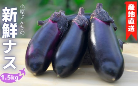 新鮮ナス 1.5kg 小原さん産地直送｜ナス AG004