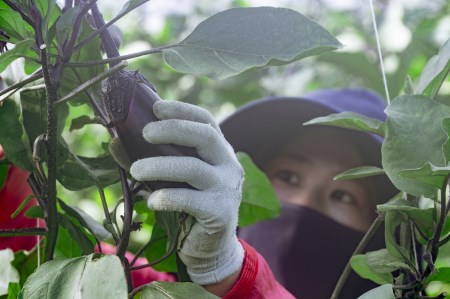 新鮮ナス 1.5kg 小原さん産地直送｜ナス AG004