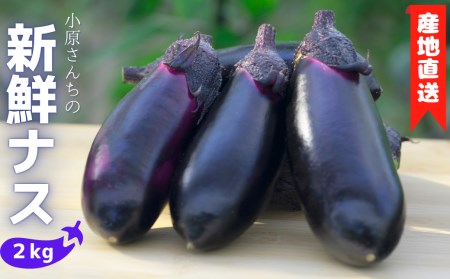 新鮮ナス 2kg 小原さん産地直送｜ナス AG005