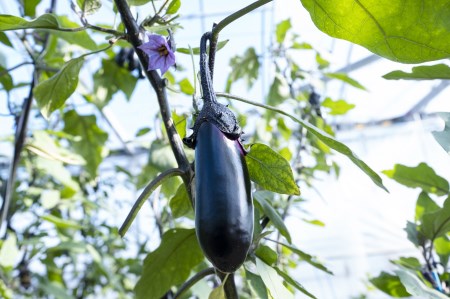 新鮮ナス 2kg 小原さん産地直送｜ナス AG005