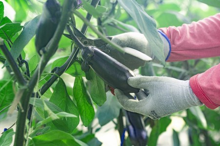 新鮮ナス 2kg 小原さん産地直送｜ナス AG005