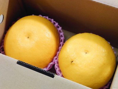 土佐文旦 3Lサイズ×2玉【文旦】
