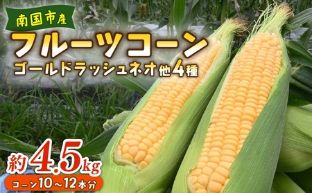 【2026年先行予約 / 数量限定 とうもろこし】 フルーツコーン イエロー種 10～12本 とうもろこし