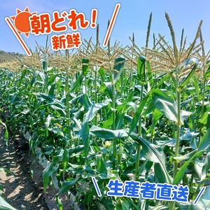 【2026年先行予約 / 数量限定 とうもろこし】 フルーツコーン イエロー種 10～12本 とうもろこし