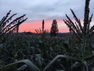 【2026年先行予約 / 数量限定 とうもろこし】 フルーツコーン イエロー種 10～12本 とうもろこし