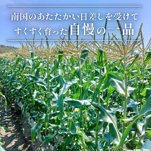 【2026年先行予約 / 数量限定 とうもろこし】フルーツコーン イエロー種 5本 とうもろこし