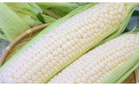 【2026年先行予約 / 数量限定 とうもろこし】フルーツコーン ホワイト 約10本～12本 とうもろこし