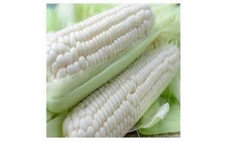 【2026年先行予約 / 数量限定 とうもろこし】フルーツコーン ホワイト 約10本～12本 とうもろこし