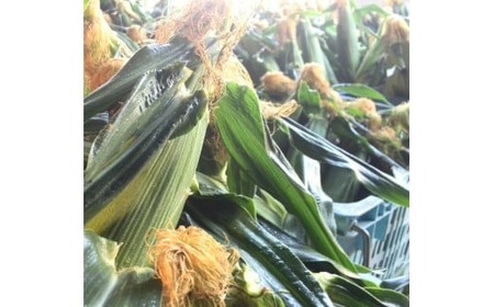 【2026年先行予約 / 数量限定 とうもろこし】フルーツコーン ホワイト種 5本 とうもろこし