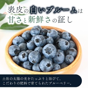 【農家直送】完熟生ブルーベリー サザンハイブッシュ系 1200g (2026年4月~発送) | フルーツ 果物 ベリー