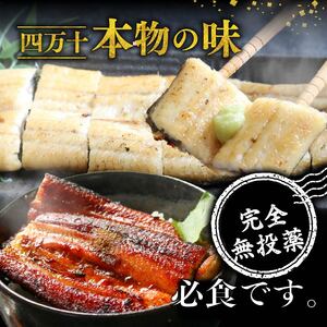 【通常用】【3回定期便】極上国産うなぎ四万十桜 白焼き約140g×2尾 白焼き
