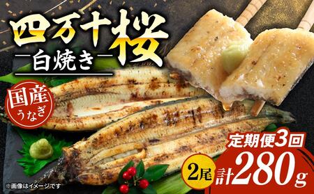 【贈答用】【3回定期便】極上国産うなぎ四万十桜 白焼き約140g×2尾 | うなぎ 鰻 ウナギ 白焼き 定期便 国産 四万十鰻 ウナギ 蒲焼き 調理済み タレ付き 頒布会 ギフト（お歳暮/お正月）高級 お取り寄せ グルメ 食べ比べ 冷凍