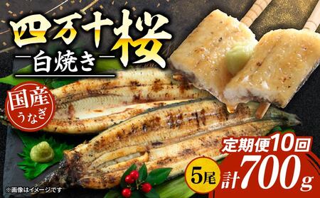 【贈答用】【10回定期便】極上国産うなぎ四万十桜 白焼き約140g×5尾 | うなぎ 鰻 ウナギ 白焼き 定期便 国産 四万十鰻 ウナギ 蒲焼き 調理済み タレ付き 頒布会 ギフト（お歳暮/お正月）高級 お取り寄せ グルメ 食べ比べ 冷凍