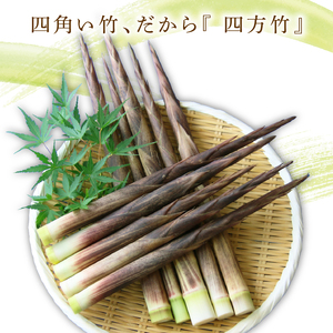 四方竹 土佐煮 120g×4パック 鰹だし 秋 シャキシャキ 食感 珍味 季節 特産 珍しい 柔らか 筍 タケノコ 竹の子 高知県 南国市