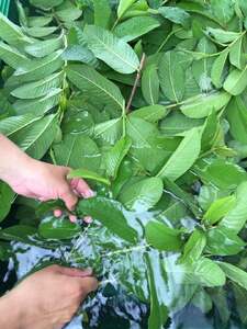 天然原料100％の天海のしずくオーガニック 化粧水 詰替え用 2本 | 化粧品 詰め替え オーガニック コスメ グアバ 美容 美肌 柚子 ゆず 自家栽培 びよう 人気 おすすめ 高知県 南国市