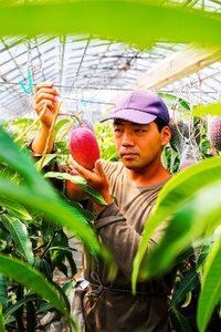 【年2回定期便】メロン・マンゴー セット【フルーツ マンゴー】