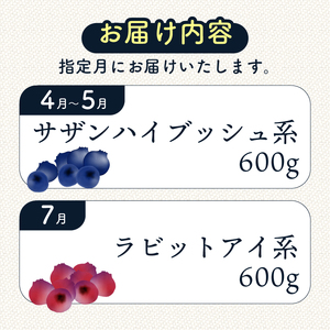【全2回定期便】完熟生ブルーベリー2種（サザンハイブッシュ系、ラビットアイ系）各600g（100ｇ×6パック） | フルーツ 果物