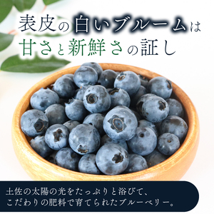 【全2回定期便】完熟生ブルーベリー （サザンハイブッシュ系）各600g（100ｇ×6パック） | フルーツ 果物 ベリー