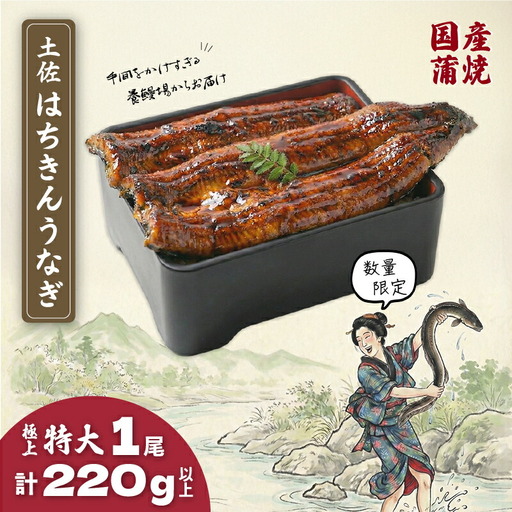 限定 国産 鰻 特大 土佐はちきん うなぎ 蒲焼き 220g以上 | 無投薬 特上 極上 めす 贈答 南国市