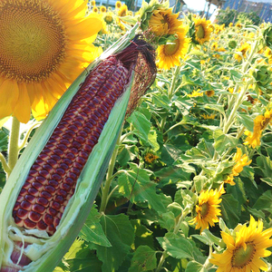 【2026年先行予約 / 数量限定 とうもろこし】フルーツコーン レッド種 5本 とうもろこし