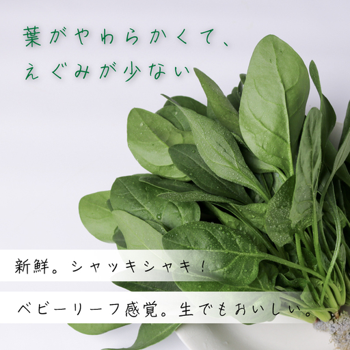 サラダほうれん草 サラダセット | ほうれんそう 水耕 栽培 新鮮 葉物 野菜 ドレッシング 南国市