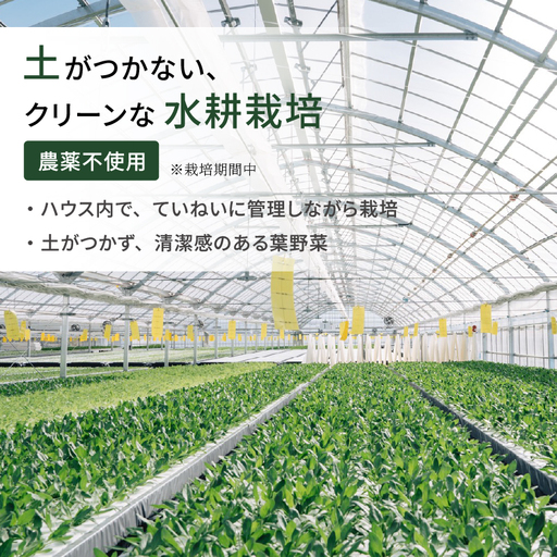 サラダほうれん草 サラダセット | ほうれんそう 水耕 栽培 新鮮 葉物 野菜 ドレッシング 南国市