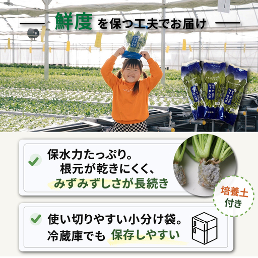サラダほうれん草 サラダセット | ほうれんそう 水耕 栽培 新鮮 葉物 野菜 ドレッシング 南国市