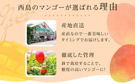 【先行予約】高知県南国市産／完熟アップルマンゴー(2個～3個）（2025年6月～発送）【フルーツ マンゴー くだもの マンゴー デザート マンゴー 高評価 マンゴー 厳選 マンゴー ギフト マンゴー 贈り物 マンゴー 人気 おすすめ】