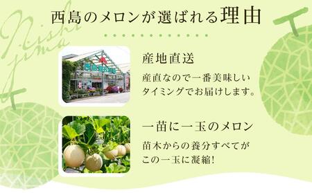 高知県南国市産／ご家庭用マスクメロン（2個）【メロン フルーツ メロン くだもの メロン デザート メロン 高評価 メロン 人気 メロン おすすめ】