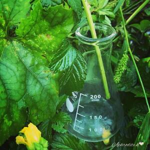 【天然成分100%】 有機JAS認証 有機グアバ農園 天海のしずくオーガニック 化粧水