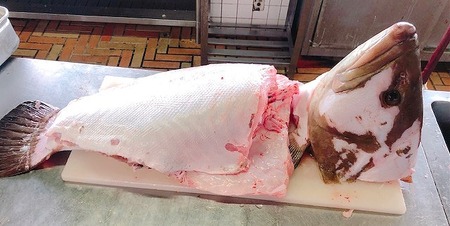 幻の天然クエ直送 クエ鍋用400g 高知県南国市 ふるさと納税サイト ふるなび 幻の天然クエ直送 クエ鍋用400g 高知県南国市 ふるさと納税サイト ふるなび