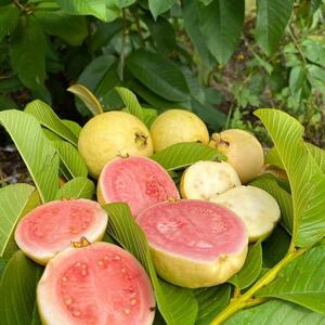有機グアバ農園の完熟フルーツソースと土佐國グァバ茶セット