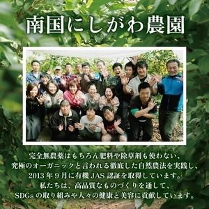 有機グアバ農園のグルテンフリー玄米パスタ麺 100g×3袋セット【グルテン フリー ダイエット 健康 食品  人気 おすすめ 高知県 南国市】