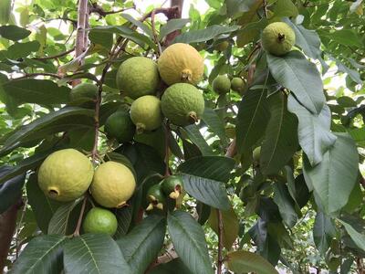 冷凍グアバピューレ【国産 グアバ グァバ ピューレ トロピカル フルーツ 果物 南国  人気 おすすめ 高知県 南国市】