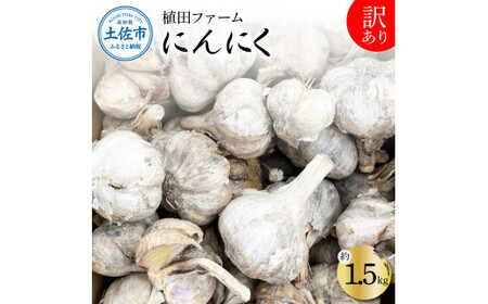 訳あり にんにく 約1.5kg 乾燥 ニンニク にんにく 訳アリ わけアリ