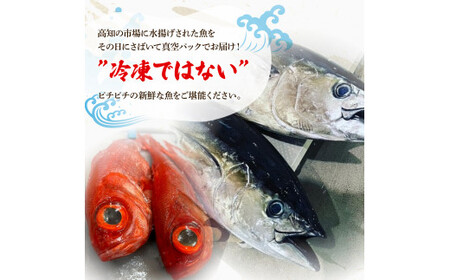 <12回定期便>違いの分かる鮮魚店店長が送る 高知のお魚定期便!!お申込翌月より12回お届け