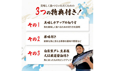 <12回定期便>違いの分かる鮮魚店店長が送る 高知のお魚定期便!!お申込翌月より12回お届け